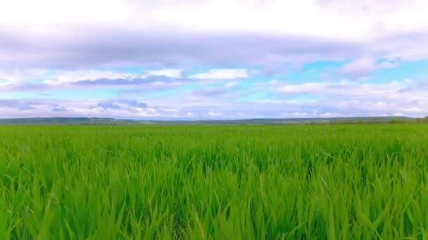 4K .Green herbe printanière brillante et nuages. Temps écoulé sans oiseaux .