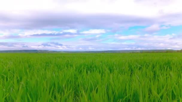 4k. Zöld fényes tavaszi fű és a felhők. Idő telik el anélkül, hogy madarak. — Stock videók