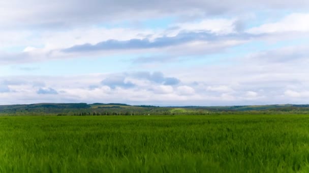 4K. Зелена яскрава весняна трава та хмари. Проміжок часу без птахів . — стокове відео