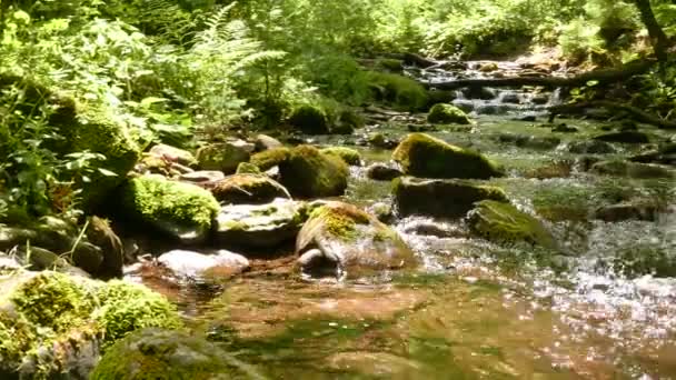 Flusso nel bosco di montagna, giornata di sole girato. 4K 3840x2160. Panorama — Video Stock