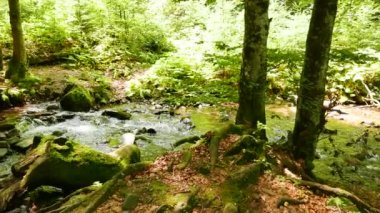 Nehir dağ ahşap 4 k 3840 x 2160. Panorama