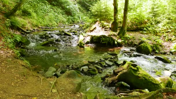 Rio em madeira de montanha em 4K 3840x2160 . — Vídeo de Stock