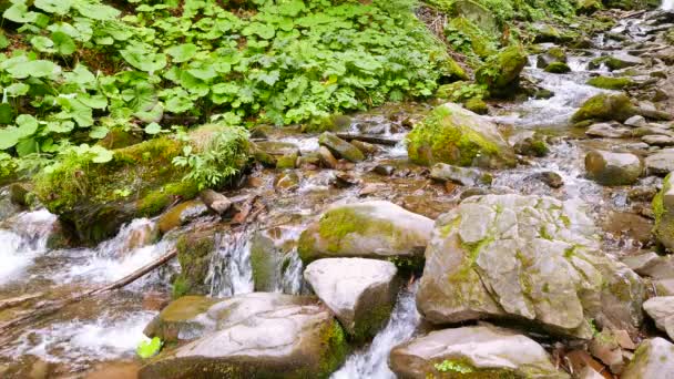Ruisseau d'été montagneux en bois. 4K 3840x2160 — Video