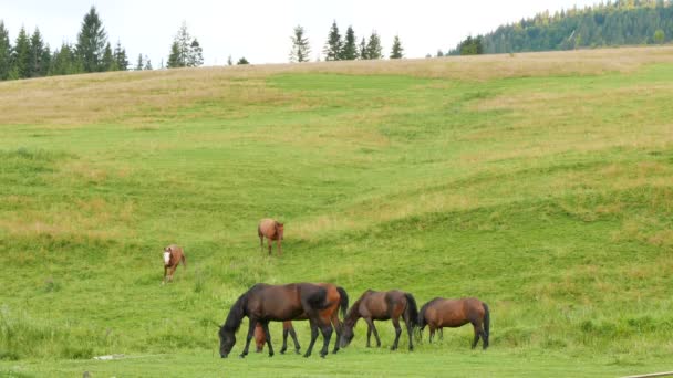 Paarden op het weiland van een berg. 4k 3840 x 2160. — Stockvideo