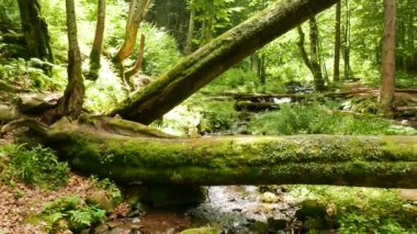  Dağ dere taşları ile ahşap, güneşli gün. Panorama manzara 4 k 3840 x 2160. 