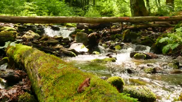 Prachtige berg stream stenen met groene mos en log. Landschap in 4k 3840 x 2160. — Stockvideo