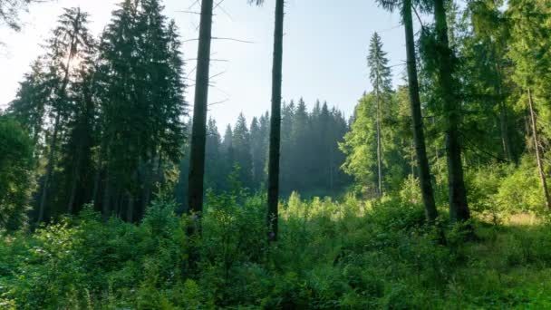 Słońca przez piękne drzewa rano drewna.4k 3840 x 2160. — Wideo stockowe