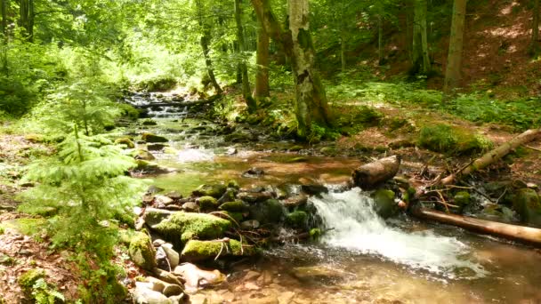 Piedras de arroyo de montaña con musgo verde y tronco. Paisaje en 4K 3840x2160 . — Vídeo de stock