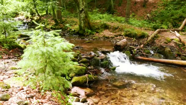 Fjällbäck, flod i trä, solig sommardag. Landskap i 4k 3840 x 2160. — Stockvideo