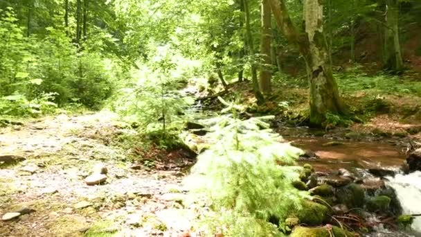 Mountain  river  in wood,  panorama . Landscape in  4K 3840x2160. — Stock Video