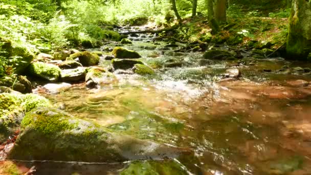 Sunny Mountain pequeño río en madera. Paisaje en 4K 3840x2160 . — Vídeo de stock