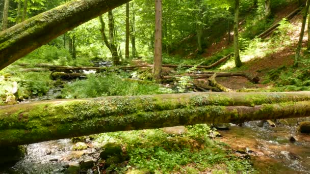 Górski potok z kamieniami w moss, drewna, słoneczny dzień. Krajobraz w 4k 3840 x 2160. — Wideo stockowe