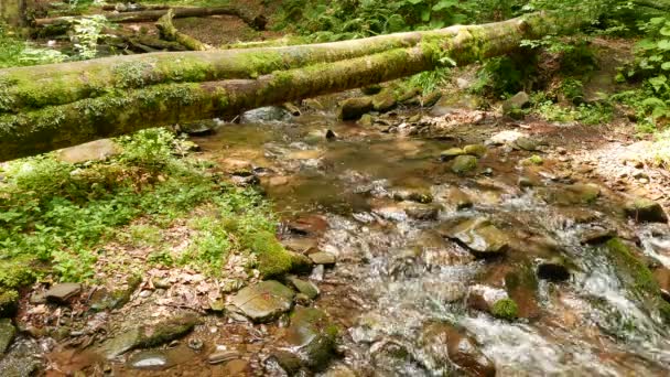 Górski strumień z upadłego dziennika słoneczny dzień. 4k 3840 x 2160. — Wideo stockowe