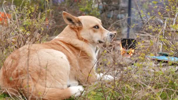 4K.Romanticismo turístico de los viajes. Perro y comida en hoguera — Vídeos de Stock