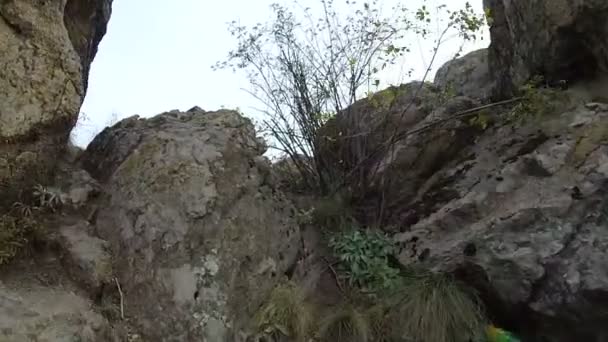 Movimiento hasta la cima de la colina. Vista de animales POV — Vídeo de stock