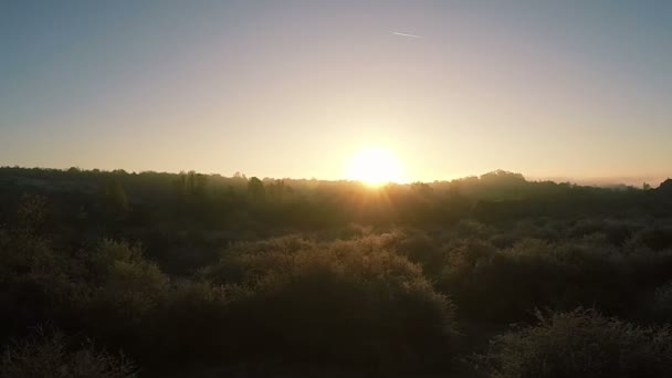 Luchtfoto. Vlucht over's morgens hout met stralen van de zon — Stockvideo