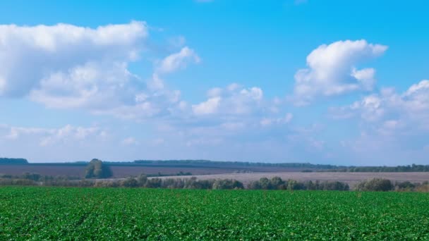 4k. Słoneczny dzień z piękne chmury nad zielony pole obszarów wiejskich. Upływ czasu bez ptaków — Wideo stockowe