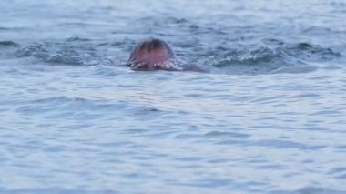Genç adam kurbağalama göl ya da deniz su sıçraması ile yüzer. Ağır çekim