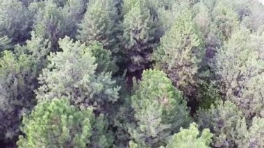 Hava. Kadar sinek ahşap üzerinde arka