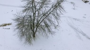 4k hava. Üzerinde kış ağacın donmuş göl üzerinde 