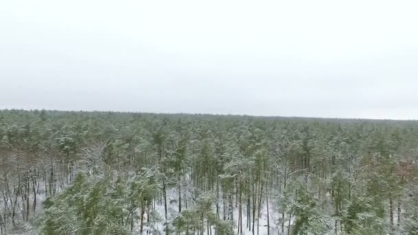 4K Aerial. Voe sobre a madeira congelada do inverno com volta — Vídeo de Stock