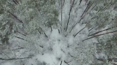  4k hava. Kamera ahşap donmuş kış yükselterek sinek .
