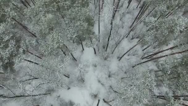 4k luchtfoto. Vliegen de verhoging van de camera over Winter bevroren hout . — Stockvideo