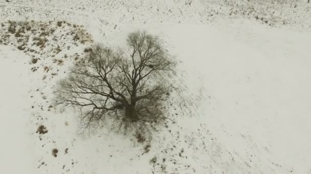 Aérea 4K. Volando sobre el campo congelado con árbol. Día nublado de invierno — Vídeos de Stock