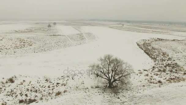 4k luchtfoto. Winter fly met camera inclinatie over alleen boom in de winter veld. — Stockvideo