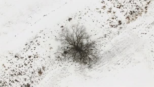 4K Aerial. Voler verticalement avec rotation au-dessus du champ dans la neige et l'arbre. Vue du dessus — Video