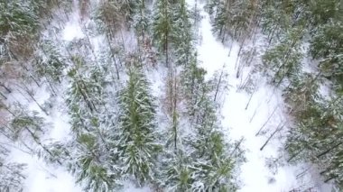 4k hava. Düşük yükseklikte kış genç orman üzerinde uçuş. 