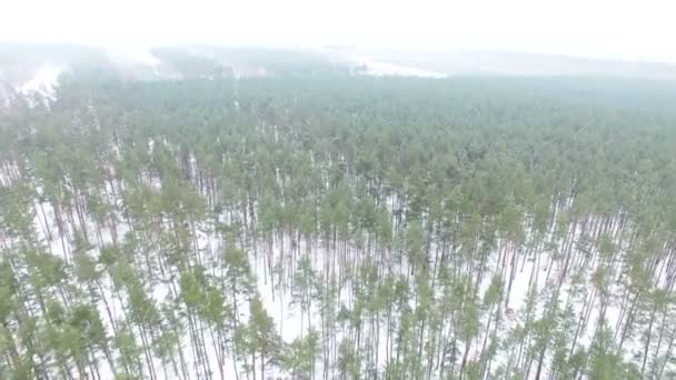 4k Antenne. Reibungsloser Flug über winterliches Holz mit Kameraneigung — Stockvideo