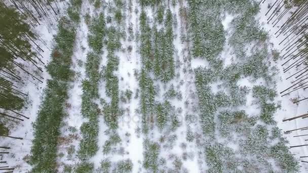 4k luchtfoto. Vlucht naar beneden over winter woud. Bovenaanzicht daling — Stockvideo