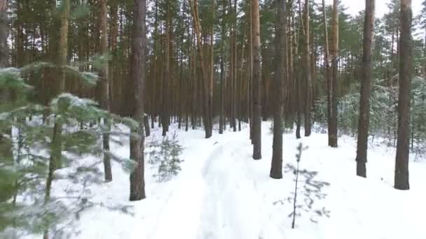 Aérea 4K. Vuelo entre árboles en bosque invernal . — Vídeo de stock