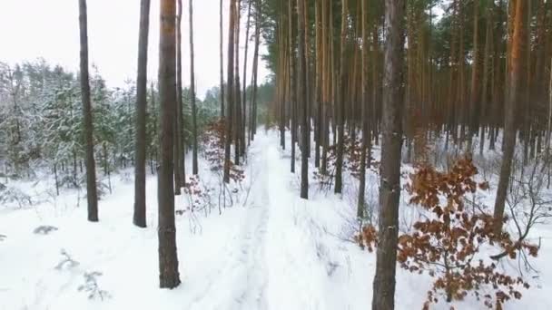 Aérea 4K. Vuelo entre árboles en bosque invernal . — Vídeos de Stock