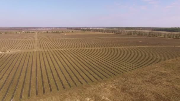 4K Aerial. Campo in agricoltura con letti uguali — Video Stock