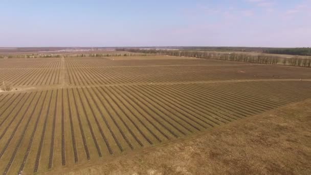 4K Повітряний. Поле в сільському господарстві з рівними грядками — стокове відео