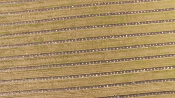 4k Antenne. Feld in der Landwirtschaft mit gleichen Beeten im Frühjahr und Straße. — Stockvideo