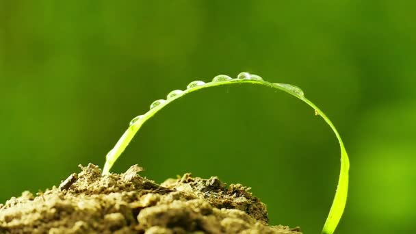 Zielony liść, wynikają z kropli wody lub rosy Zamknij się. Podejście skupienia — Wideo stockowe