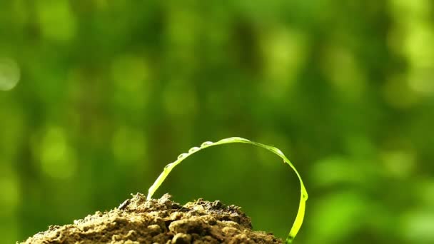 Hoja verde, tallo con gotas de agua o rocío de cerca — Vídeos de Stock