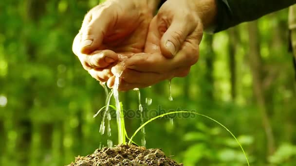 Movimiento lento.Hombre regado cuidadosamente hierba verde. Proteger símbolo de la naturaleza — Vídeos de Stock