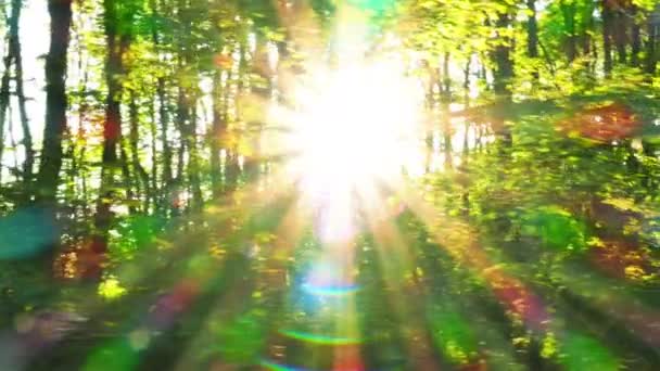4K .Wood landscape with sunshine beams. Real time steady shot. — Stock Video