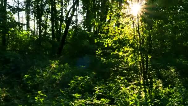 Paysage en bois 4K avec des rayons de soleil. Plan régulier en temps réel . — Video