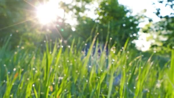 4 k。緑の太陽の光のビームを持つ草。リアルタイム安定したショット、動物ビュー. — ストック動画