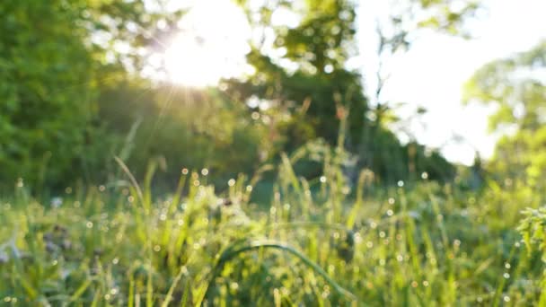 4 k。緑の太陽の光のビームを持つ草。リアルタイム安定したショット、動物ビュー. — ストック動画