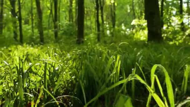 4K. Hierba verde con rayos de sol en madera. Disparo constante en tiempo real, vista animal . — Vídeo de stock
