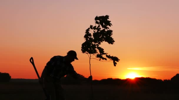 Man planten boom. Zonsopgang, zonsondergang. Silhouet. Lente of zomer — Stockvideo