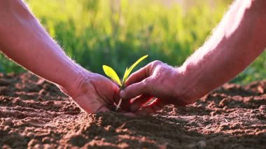 El adam çiftçinin dünya yeşil Filiz bırak. Yakın çekim. Doğa koruma 