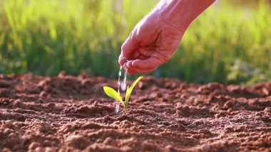 El adam dikkatle sulanan yeşil çim veya Filiz. 