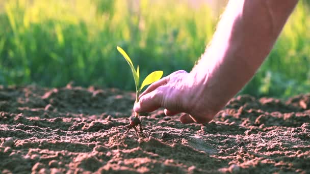 Mano del hombre agricultor poner abajo en la tierra brote verde. De cerca. Proteger la naturaleza — Vídeos de Stock